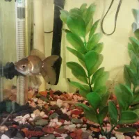 ماهی های زیبا