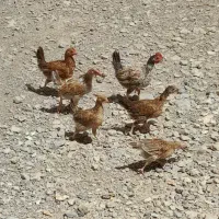 جوجه کوچیک و بزرگ