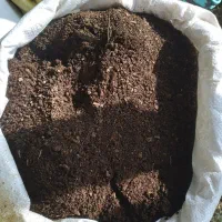 پهن خشک والک شده|خدمات باغبانی و درختکاری|ماسال, |دیوار