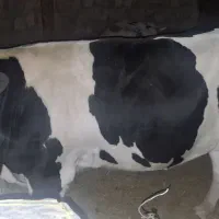 گوساله پروار|حیوانات مزرعه|کارزان, |دیوار