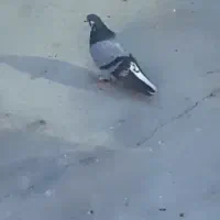 کبوتر باخت رفته|حیوانات|نقده, |دیوار