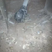 کبوتر