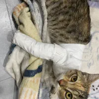 واگذاری گربه DSH|گربه|تهران, جمال‌زاده|دیوار