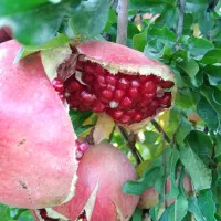 فروش انار خطی ترکیده و میدانی|خوردنی و آشامیدنی|بختگان, |دیوار