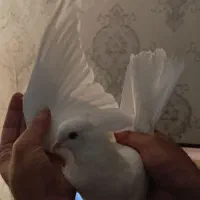 کفترسفید مهر گرفتنی