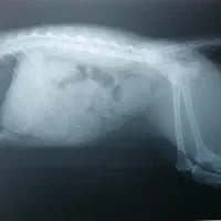 پروسسور رادیولوژی رادیوگرافی اپتیمکس و سانتریفیوژ|پزشکی|تهران, پرواز|دیوار