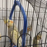 عروس هلندی|پرنده|قائمشهر, |دیوار