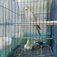 عروس هلندی ۳ عدد|پرنده|ارومیه, |دیوار