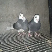 کبوتر|پرنده|میناب, |دیوار