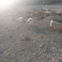 فروش کهره نر