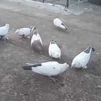 دمسیاه چینی و سینه|پرنده|تربت‌حیدریه, منصوریه|دیوار