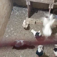ساری کلفه گرفته شود