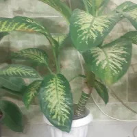 گل دیفن باخیا  سرحال با پاچوش