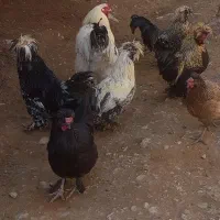 مرغ و خروس|حیوانات مزرعه|مرودشت, نقش رستم|دیوار