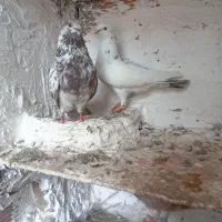 کبوتر ساعت بالا