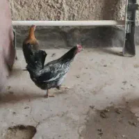 مرغ اصیل لری کرچ کرچ|حیوانات مزرعه|تهران, ترمینال جنوب|دیوار