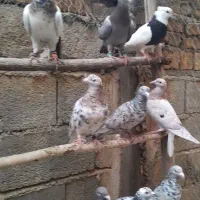 18تا کفتر تمیز بام دیده همه واکسن خوردن