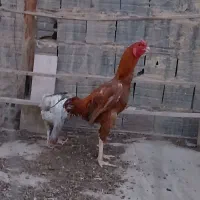 مرغ لاری و خروس لاری|حیوانات مزرعه|قم, شهرک توانیر|دیوار