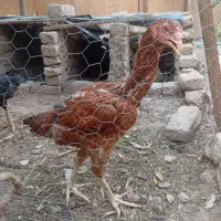 مرغ لاری اصیل
