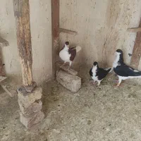 کبوتر|پرنده|اقبالیه, |دیوار