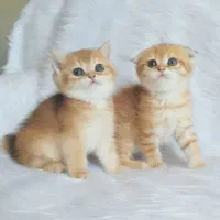 مجموعه گربه های خاص و اصیل (پرشین بریتیش اسکاتیش)|گربه|رشت, گلسار|دیوار