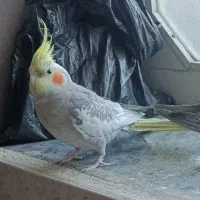 عروس هلندی نر سخنگو اوازخون