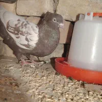 کفتر|پرنده|شهرضا, |دیوار