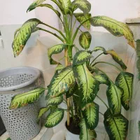 چند عدد گل با گلدان توافقی