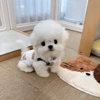 هاپو فنجونی|سگ|اردبیل, |دیوار