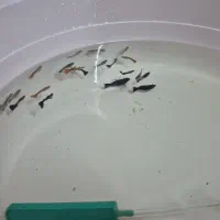 ماهی گوپی بلک ومولی کرواتی