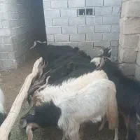 دوازده چوش نر با این شماره بگیرید|حیوانات مزرعه|نیریز, |دیوار