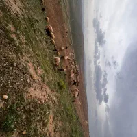 ۳۱راس میش بره دار جوان