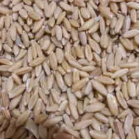گندم بذری  برای کاشت دیم بهترین رقم ها|خدمات باغبانی و درختکاری|سراجو, |دیوار