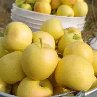 سیب زردوقرمز