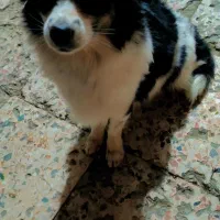 سلام یه ماده اشپیز دارم|سگ|اهواز, شهرک شهید عباس پور|دیوار