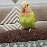 طوطی برزیلی نر دستی صورت هلویی