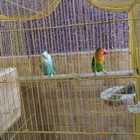 کوتوله برزیلی