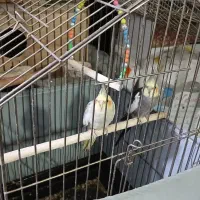 عروس هلندی جفت مولد|پرنده|تهران, هفده شهریور|دیوار