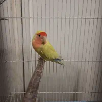 طوطی برزیلی ماده تخم گذاشته