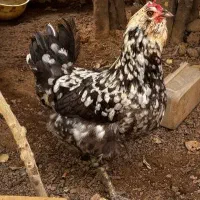 مرغ کرچ گلین اصل