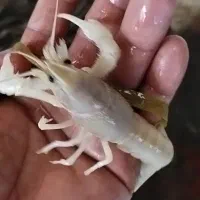 فروش میگو شریمپ لابستر کوی گلدفیش ماهی قرمز