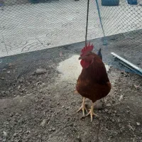 مرغ و خروس|حیوانات مزرعه|کلیبر, |دیوار