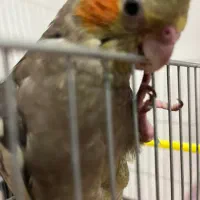 گم شده|حیوانات|بهبهان, |دیوار