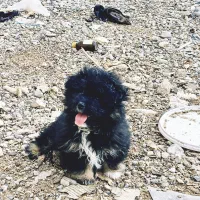 سک شیتزو ۲ماهه