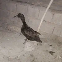 اردک ماده تخم گذر