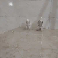 جوجه طوق شکلاتی|پرنده|شوشتر, |دیوار