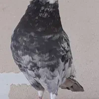 بوم هما و سرور|حیوانات|اصفهان, رهنان|دیوار