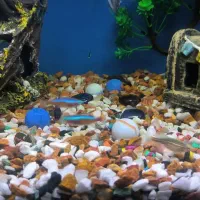 ماهی اکواریوم