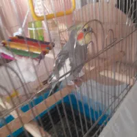 عروس هلندی نر بالغ