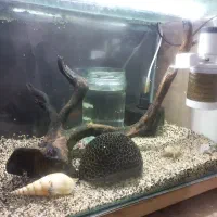 اکواریوم شیشه خم با لوازم